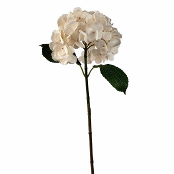 HYDRANGEA