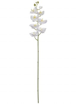 WHITE PHALAENOPSIS STEM