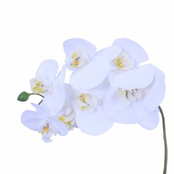 WHITE PHALAENOPSIS STEM