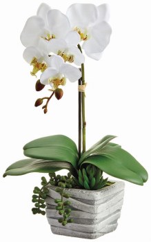 WHITE PHALAENOPSIS PLANT IN WHITE PLANT