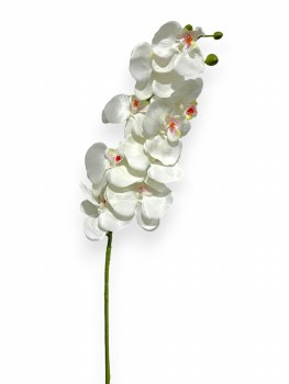 PHALAENOPSIS STEM-WHITE