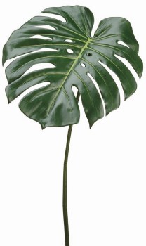 PHILODENDRON SPRAY-GREEN