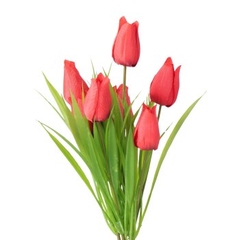 RED TULIP FLOWERS