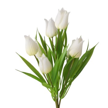 WHITE TULIP FLOWERS