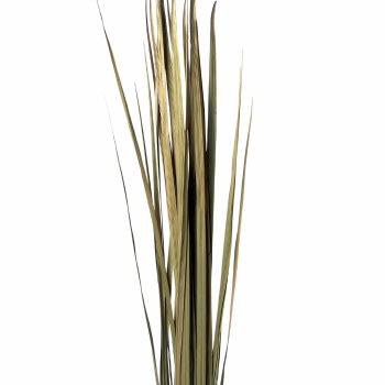 CACHO TALL GRASS-NATURAL