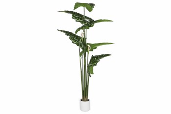 ALOCASIA PLANT IN WHITE POT