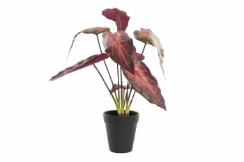 ALOCASIA PLANT- RED