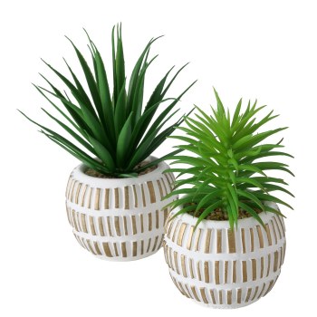 ALOE PLANT IN ROUND WHITE POT