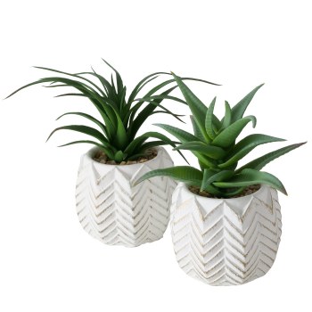 ALOE IN RIBBED WHITE POT