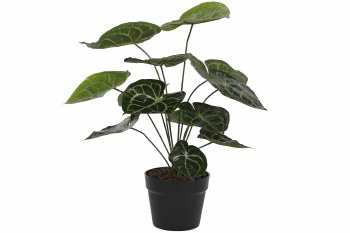 ANTHURIUM GREEN PLANT