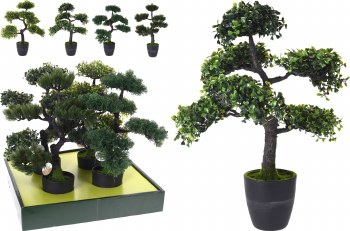 BONSAI PLANT