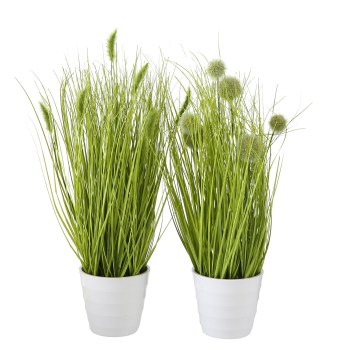 BRISTLE MILLET PLANT