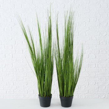 GRASS IN POT