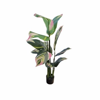 HELICONIA PLANT-LARGE