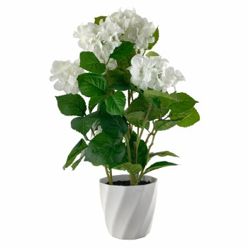 HYDRANGEA IN POT- WHITE