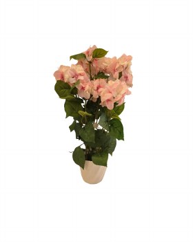 HYDRANGEA IN POT- PINK