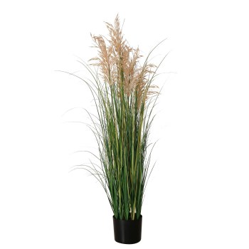 GRASS IN POT