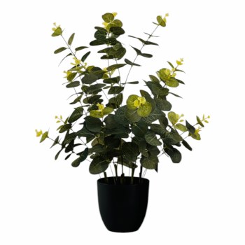 MONEY LEAF PLANT