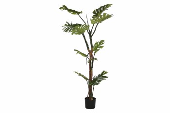 MONSTERA PLANT GREEN- LARGE