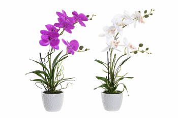 ORCHID PLANT IN WHITE POT