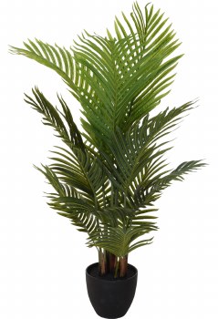 PALM PLANT IN POT