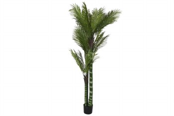 PLAM TREE