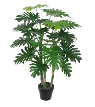 PHILODENDRON GREEN PLANT