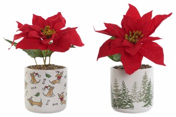 POINSETTIA PLANT IN POT