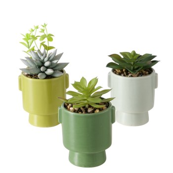 SUCCULENT PLANT - ASSORTED
