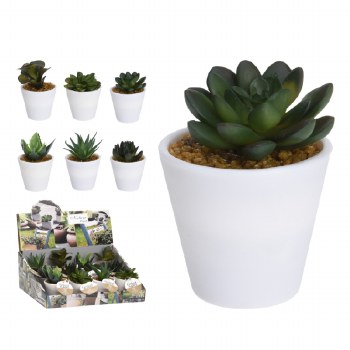 SUCCULENT PLANT IN WHITE POT