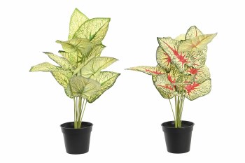TARO PLANT 21"