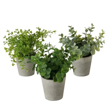 TIMOTHY PLANT IN POT