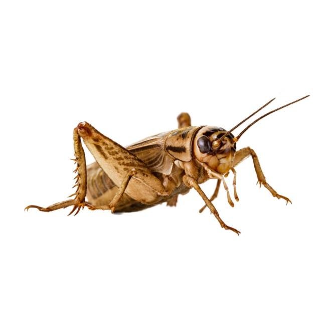 Crickets-1/2in 25's