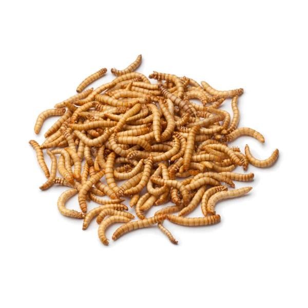 Mealworms Pack of 100
