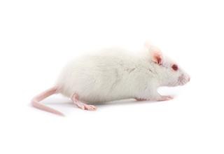 Rat Medium Frozen ea