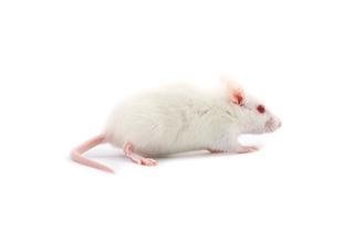 Rat Small Frozen ea