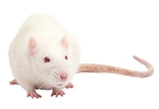 Rat Large Frozen ea