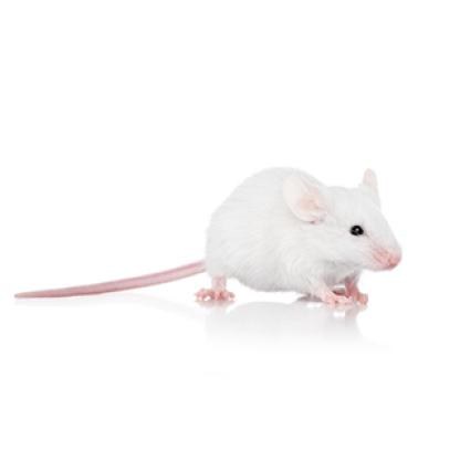 Mice Adult Frozen ea