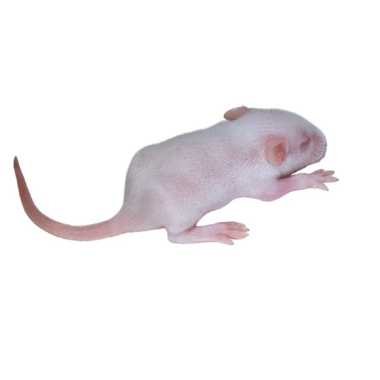 Mice Fuzzy Frozen ea