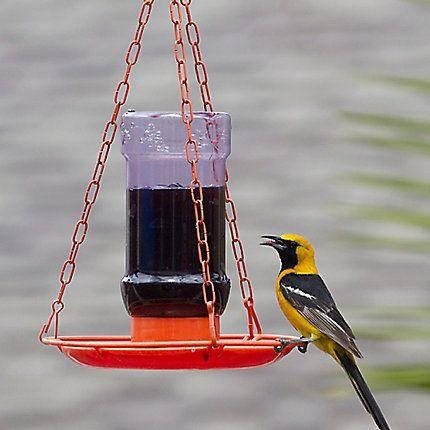 Oriole Jelly Feeder
