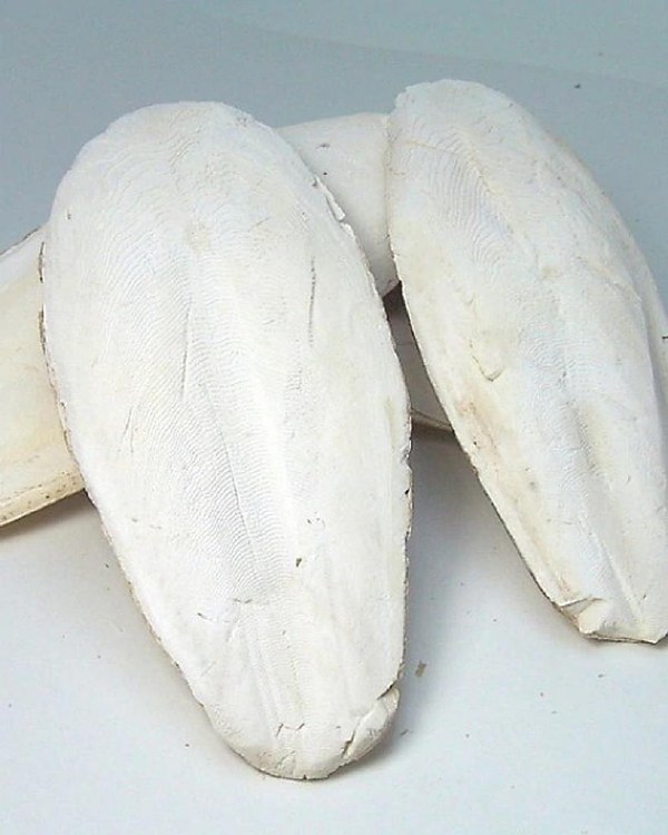 Cuttlebone 3-5in Bulk