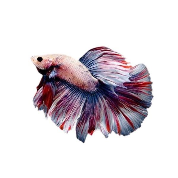 Betta-Fancy Male Cupped