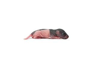 Rat Pinky Frozen ea