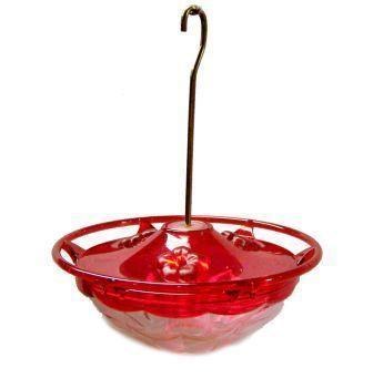 Hummingbird Blossom Rose