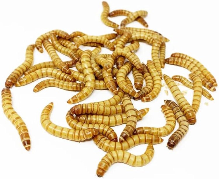 Giant Mealworms Pack of 50