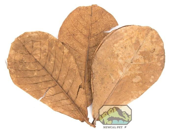 NewCal Almond Leaves Med 10pk