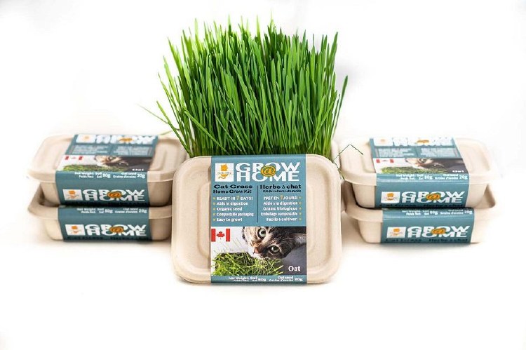 Fog Farms Oat Grass Kit