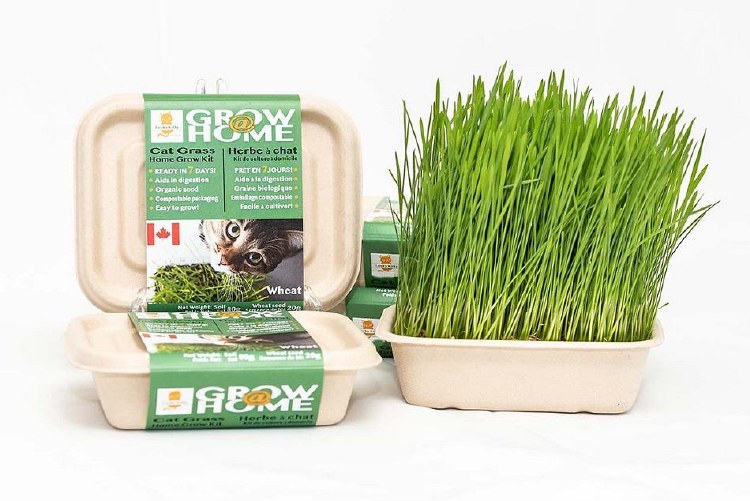 Fog Farms Wheat Grass Kit