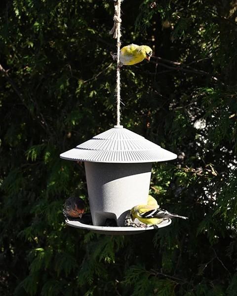 Eco Forage Bird Feeder