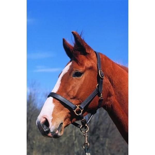 Halter-Horse Leather Imperial